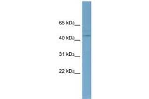 Image no. 1 for anti-Embryonic Ectoderm Development (EED) (AA 35-84) antibody (ABIN6741861) (EED antibody  (AA 35-84))