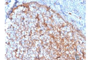 Formalin-fixed, paraffin-embedded human tonsil stained with CD11b Monospecific Mouse Monoclonal Antibody (ITGAM/3337). (CD11b antibody  (AA 941-1074))