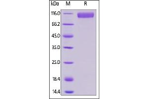 Human Siglec-10, Mouse IgG2a Fc Tag, low endotoxin on  under reducing (R) condition. (SIGLEC10 Protein (AA 17-546) (Fc Tag))