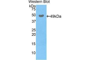 Western Blotting (WB) image for anti-Peroxiredoxin 3 (PRDX3) (AA 64-257) antibody (ABIN1860306) (Peroxiredoxin 3 antibody  (AA 64-257))