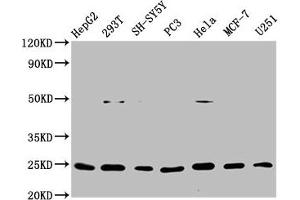 Western Blot Positive WB detected in: HepG2 whole cell lysate, 293T whole cell lysate, SH-SY5Y whole cell lysate, PC3 whole cell lysate, Hela whole cell lysate, MCF-7 whole cell lysate, U251 whole cell lysate All lanes: GDNF antibody at 1 μg/mL Secondary Goat polyclonal to rabbit IgG at 1/50000 dilution Predicted band size: 24, 21, 26, 23, 19 KDa Observed band size: 24 KDa (Recombinant GDNF antibody)