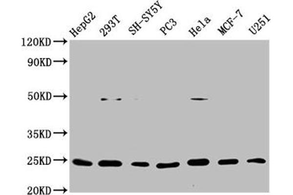 Recombinant GDNF antibody