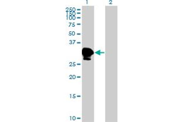 ZNF396 antibody  (AA 131-230)