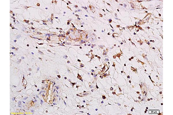 PARG1 antibody  (AA 301-400)