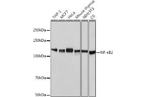 Western blot analysis of extracts of various cell lines, using NF-κB2 antibody (ABIN7268983) at 1:1000 dilution. (NFKB2 antibody)