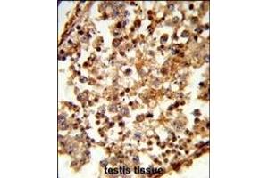 Formalin-fixed and paraffin-embedded human testis tissue reacted with C1QTNF6 Antibody (N-term), which was peroxidase-conjugated to the secondary antibody, followed by DAB staining. (CTRP6 antibody  (N-Term))