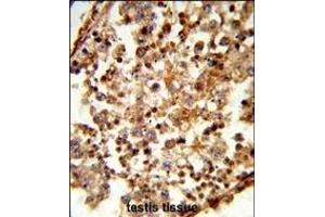 Formalin-fixed and paraffin-embedded human testis tissue reacted with C1QTNF6 Antibody (N-term), which was peroxidase-conjugated to the secondary antibody, followed by DAB staining. (CTRP6 antibody  (N-Term))