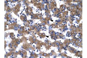 VDAC1 antibody was used for immunohistochemistry at a concentration of 4-8 ug/ml to stain Hepatocytes (arrows) in Human Liver. (VDAC1 antibody  (C-Term))