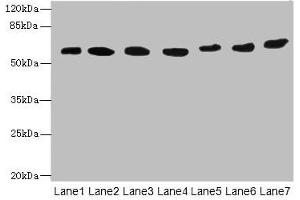 ATL2 antibody  (AA 1-300)