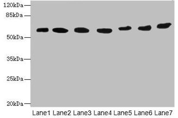 ATL2 antibody  (AA 1-300)