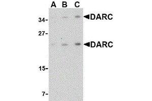 Western Blotting (WB) image for anti-Duffy Blood Group, Chemokine Receptor (DARC) (C-Term) antibody (ABIN2479380) (DARC antibody  (C-Term))