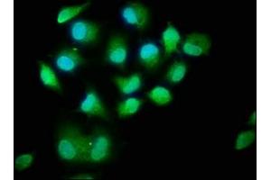 Immunofluorescence staining of Hela cells with ABIN7160120 at 1:400, counter-stained with DAPI. (MOBKL1A antibody  (AA 2-216))