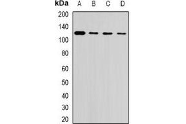 USP26 antibody