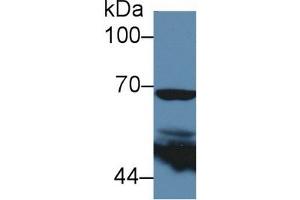 Western Blotting (WB) image for anti-Cytochrome C Oxidase Subunit II (COX2) (AA 240-351) antibody (ABIN7432424)