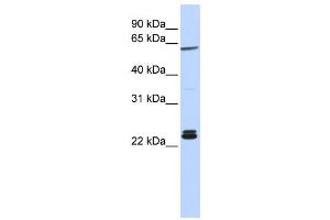 Western Blotting (WB) image for anti-H1 Histone Family, Member 0 (H1F0) antibody (ABIN2459804) (Histone H1 antibody)