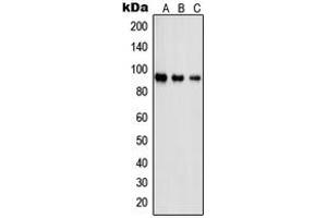 Western blot analysis of PSMD2 expression in Jurkat (A), A431 (B), NIH3T3 (C) whole cell lysates. (PSMD2 antibody  (N-Term))