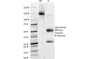 SDS-PAGE Analysis Purified PAX6 Monoclonal Antibody (PAX6/498).