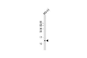 Anti-OSTC Antibody (C16) at 1:2000 dilution + MG-63 whole cell lysate Lysates/proteins at 20 μg per lane. (Osteocalcin antibody  (N-Term))