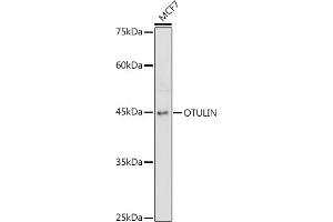 Western blot analysis of extracts of MCF7 cells, using OTULIN antibody (ABIN7267099) at 1:1000 dilution. (FAM105B antibody)