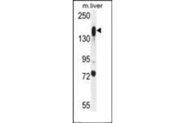 ASXL1 antibody  (AA 521-549)