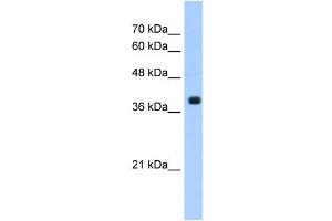 FNTA antibody used at 1. (FNTA antibody  (C-Term))