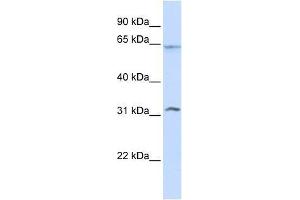 METT10D antibody used at 0. (METTL16 antibody  (N-Term))