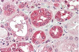 ABIN570693 (5µg/ml) staining of paraffin embedded Human Kidney.