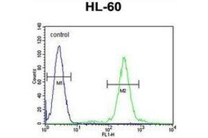 Flow cytometric analysis of HL-60 cells (right histogram) compared to a negative control cell (left histogram) using ELMOD2  Antibody (C-term), followed by FITC-conjugated goat-anti-rabbit secondary. (ELMOD2 antibody  (C-Term))