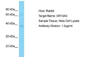 Host: Rabbit Target Name: OR10A3 Sample Type: Hela Whole Cell lysates Antibody Dilution: 1. (OR10A3 antibody  (C-Term))