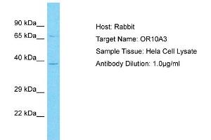 Host: Rabbit Target Name: OR10A3 Sample Type: Hela Whole Cell lysates Antibody Dilution: 1. (OR10A3 antibody  (C-Term))