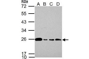 WB Image Glyoxalase I antibody [N1C3] detects Glyoxalase I protein by western blot analysis. (GLO1 antibody)