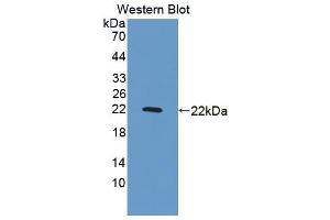 Western blot analysis of recombinant Rat GADD45a.