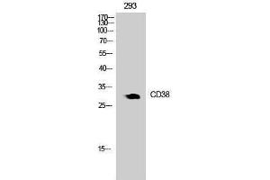 Western Blotting (WB) image for anti-CD38 (Internal Region) antibody (ABIN3178419) (CD38 antibody  (Internal Region))