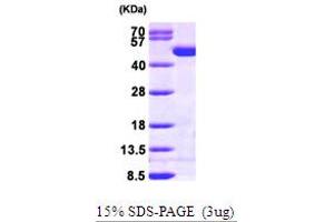 SDS-PAGE (SDS) image for Creatine Kinase, Brain (CKB) (AA 1-381) protein (His tag) (ABIN667148)