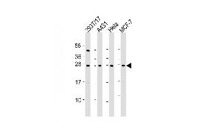 All lanes : Anti-RPL14 Antibody (C-Term) at 1:2000 dilution Lane 1: 293T/17 whole cell lysate Lane 2: A431 whole cell lysate Lane 3: Hela whole cell lysate Lane 4: MCF-7 whole cell lysate Lysates/proteins at 20 μg per lane. (RPL14 antibody  (AA 173-204))