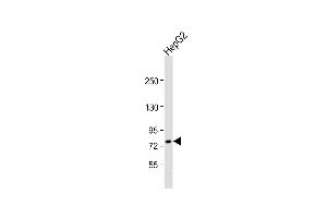 Anti-ABCG1 Antibody (Center) at 1:1000 dilution + HepG2 whole cell lysate Lysates/proteins at 20 μg per lane. (ABCG1 antibody  (AA 359-387))
