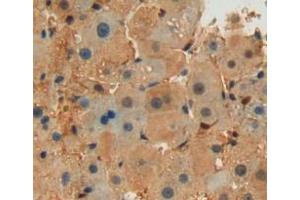 Used in DAB staining on fromalin fixed paraffin-embedded liver tissue (Septin 6 antibody  (AA 87-327))