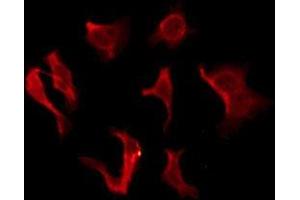 ABIN6276128 staining HeLa by IF/ICC. (OR2B2 antibody  (Internal Region))