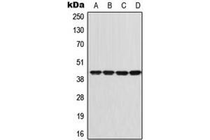 Western blot analysis of GNAI1 expression in Jurkat (A), SHSY5Y (B), SP2/0 (C), PC12 (D) whole cell lysates. (GNAI1 antibody  (Center))