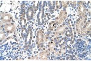 Immunohistochemical staining (Formalin-fixed paraffin-embedded sections) of human kidney with FAM174B polyclonal antibody  at 4-8 ug/mL working concentration. (FAM174B antibody  (C-Term))