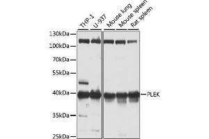 Western blot analysis of extracts of various cell lines, using PLEK antibody (ABIN6128557, ABIN6145767, ABIN6145769 and ABIN6221910) at 1:1000 dilution. (Pleckstrin antibody  (AA 1-350))