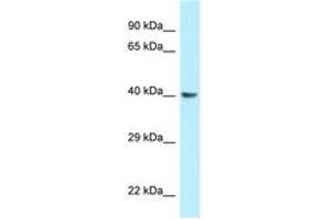 Image no. 1 for anti-Guanine Nucleotide Binding Protein (G Protein), Q Polypeptide (GNAQ) (AA 147-196) antibody (ABIN6748047) (GNAQ antibody  (AA 147-196))