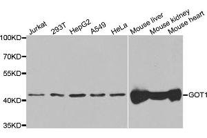 Western blot analysis of extracts of various cell lines, using GOT1 antibody. (GOT1 antibody)