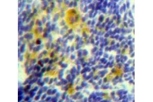 Used in DAB staining on fromalin fixed paraffin-embedded Spleen tissue (Hsc70 antibody  (AA 534-615))