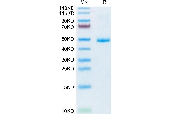 CD42a Protein (AA 17-147) (Fc Tag)