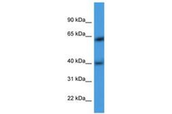 ARPM1 antibody  (AA 21-70)