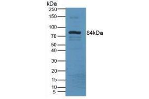 Figure. (LOXL3 antibody  (AA 509-712))
