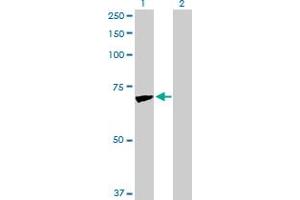 Western Blot analysis of JUP expression in transfected 293T cell line by JUP MaxPab polyclonal antibody. (JUP antibody  (AA 1-745))