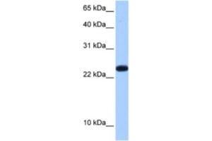 Western Blotting (WB) image for anti-Chromosome 19 Open Reading Frame 24 (C19orf24) antibody (ABIN2462275) (C19orf24 antibody)