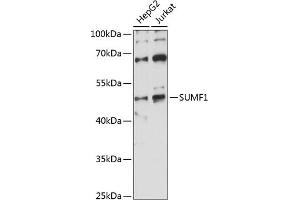 Western blot analysis of extracts of various cell lines, using SUMF1 antibody (ABIN7270626) at 1:1000 dilution. (SUMF1 antibody  (AA 34-374))